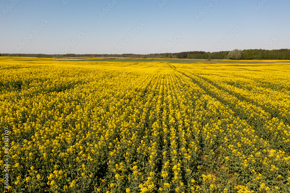 Drone photography of agriculture field of canola Drone photography of agriculture field of canola