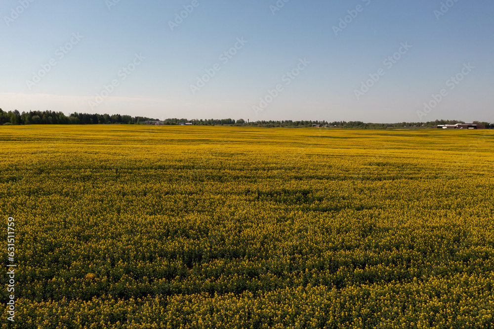 Drone photography of agriculture field of canola