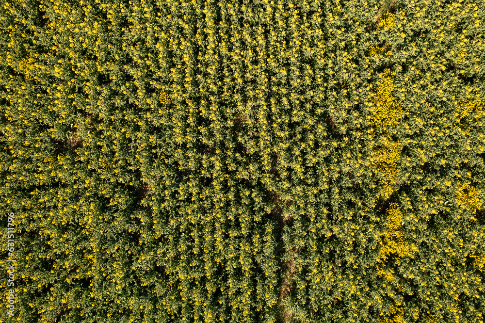 Drone photography of agriculture field of canola Drone photography of agriculture field of canola