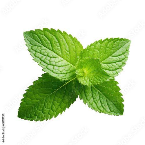 Isolated fresh green mint leaf with full depth of field on white backround. Clipping path included.