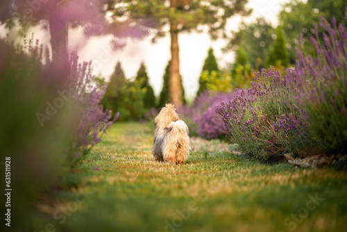 Cuadro en lienzo Lhasa Apso puppy in lavender garden