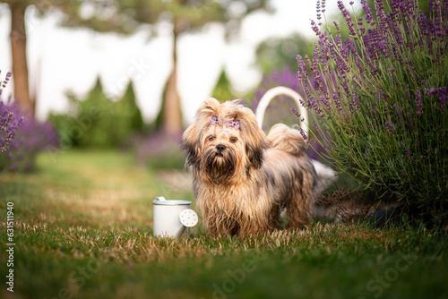 Foto Lhasa Apso puppy in lavender garden
