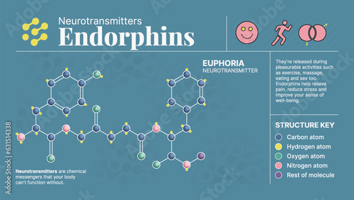 Endorphins Neurotransmitter Hormone Chemical  Structure -A Visual Vector Infographic Design