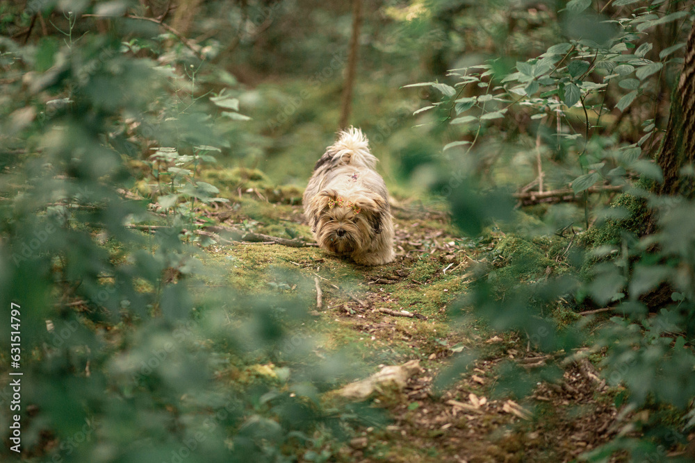 Lhasa Apso puppy in nature Lhasa Apso puppy in nature
