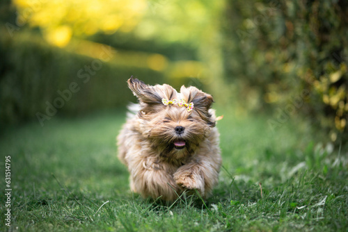 Fotografie Lhasa Apso puppy in nature