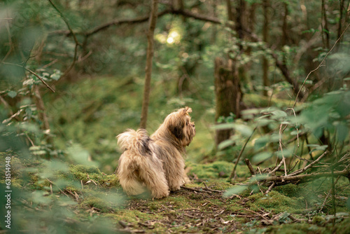 Canvas Print Lhasa Apso puppy in nature