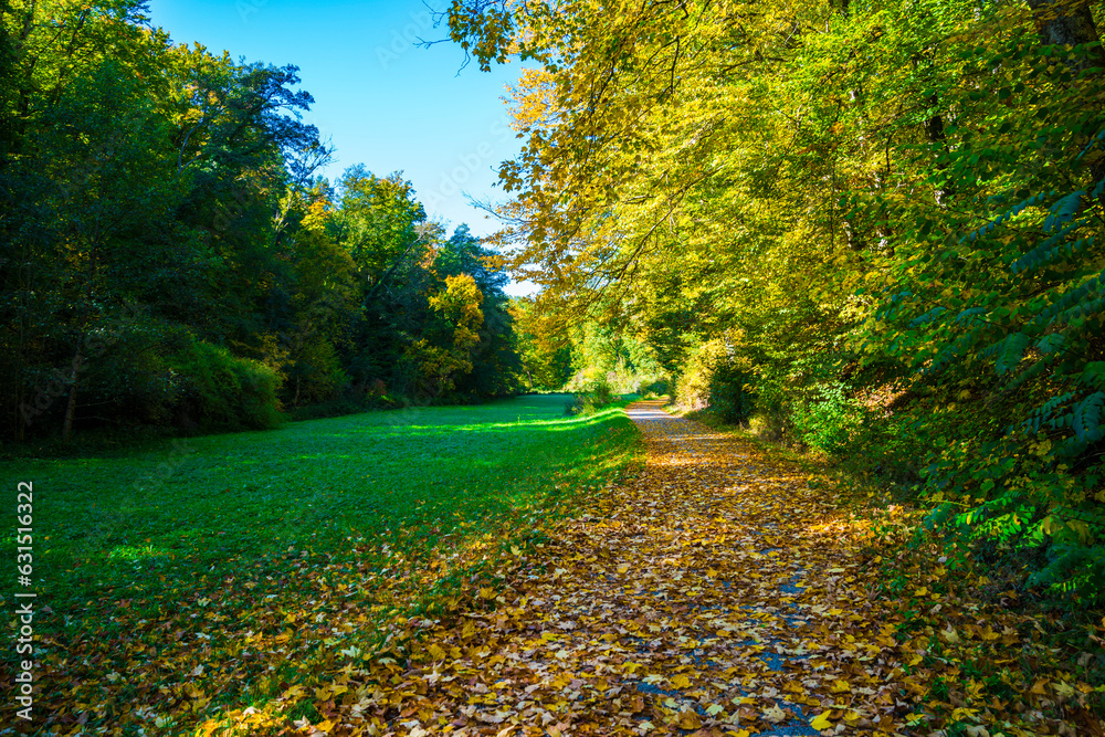 Germany, Autumn mood trees at the edge of the forest, curved way, sun blue sky at sunset, romantic atmosphere in nature landscape hiking place