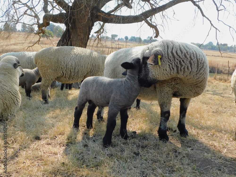 A closeup photo of a beige colored Hampshire Down Ewe Sheep standing next to and caressing her cute little Lamb that is grey in color with a black face and legs, on a golden grass field. A closeup photo of a beige colored Hampshire Down Ewe Sheep standing next to and caressing her cute little Lamb that is grey in color with a black face and legs, on a golden grass field.