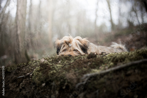 Lhasa apso in dark forest