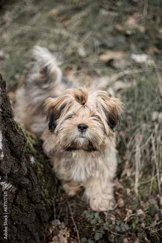 Lhasa apso in dark forest