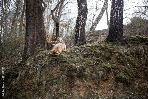 Lhasa apso in dark forest