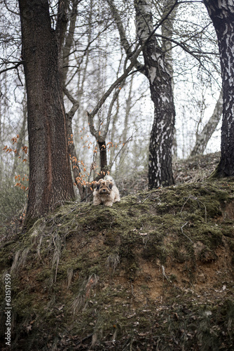Lhasa apso in dark forest