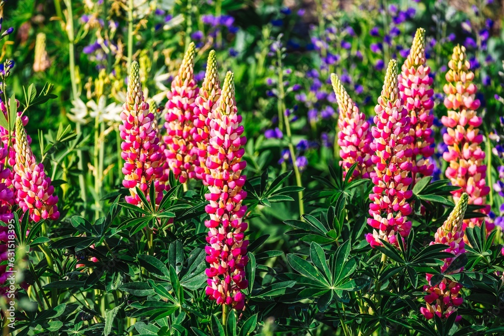 Landscape featuring a field of purple lupin flowers blooms scattered in the field Landscape featuring a field of purple lupin flowers blooms scattered in the field