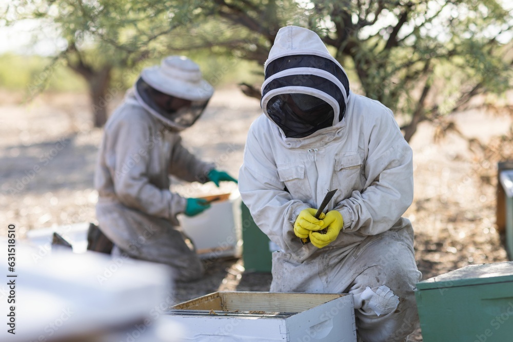 Beekeepers working on hive boxes on a sunny day Beekeepers working on hive boxes on a sunny day