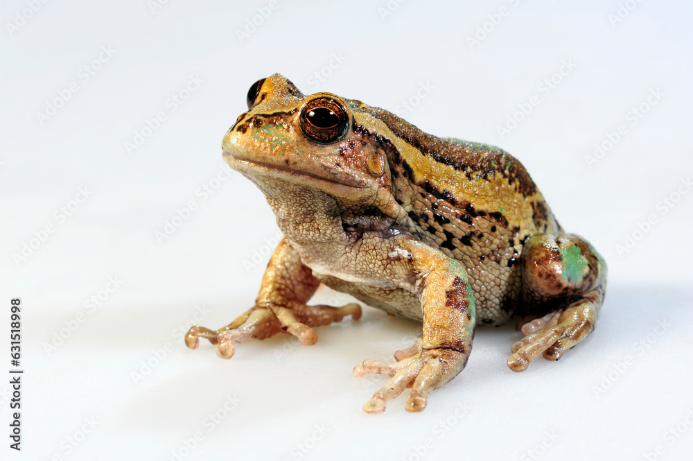 Obraz premium Andean marsupial tree frog // Riobamba-Beutelfrosch (Gastrotheca riobambae) - Ecuador