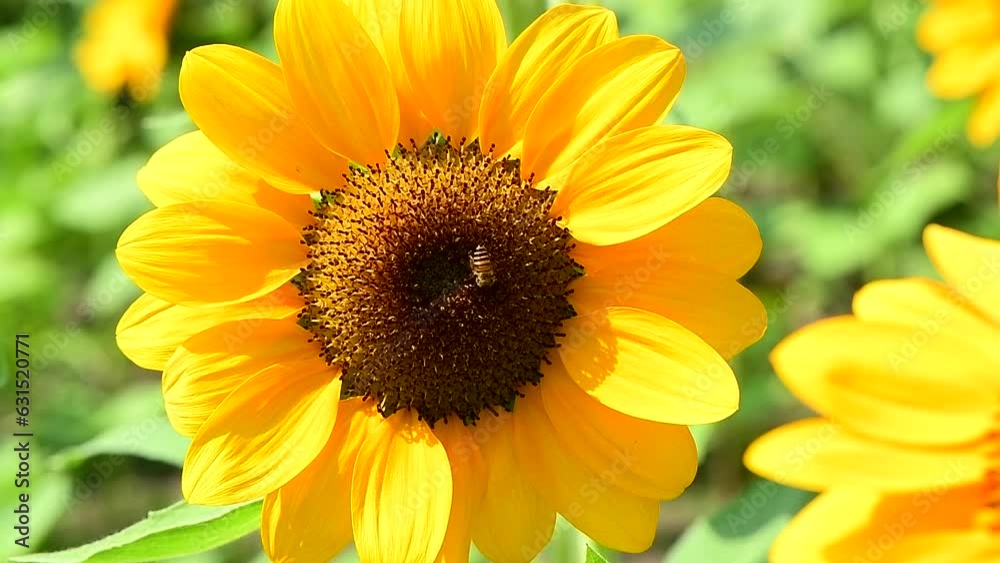 Sunflower with bee harvesting honey on it in the park. Sunflower with bee harvesting honey on it in the park.