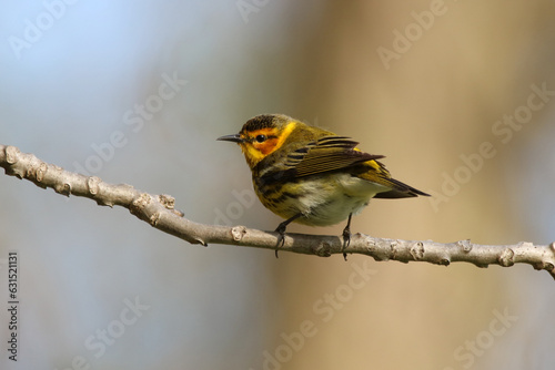 Chestnut sided Warbler