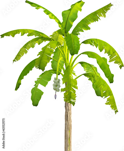 Side view of banana tree photo