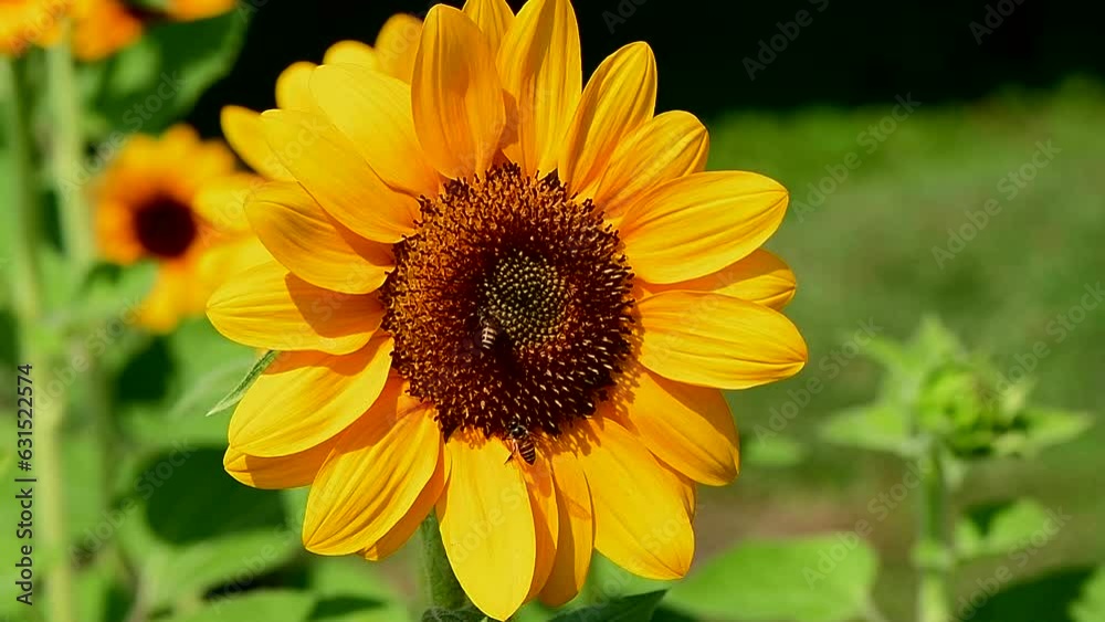 Sunflower with bee harvesting honey on it in the park. Sunflower with bee harvesting honey on it in the park.
