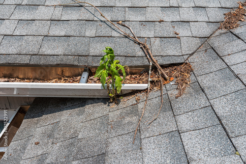 Canvastavla Gutter in below the vally of the roof that goes out over the roof on a dormer with leaves branches in the gutter they keep enought water in the gutter so weeds can grow