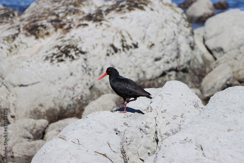 African black oyster catcher on the rocks