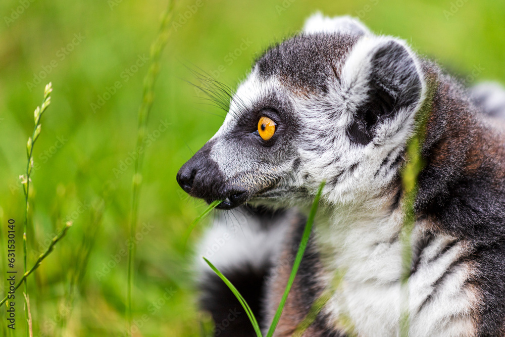 Fototapeta premium Portrait of ring-tailed lemur catta on the green background