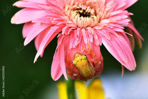 Close up Cute action of mini golden frog, Philautus Vittiger  on gerbera flower photo