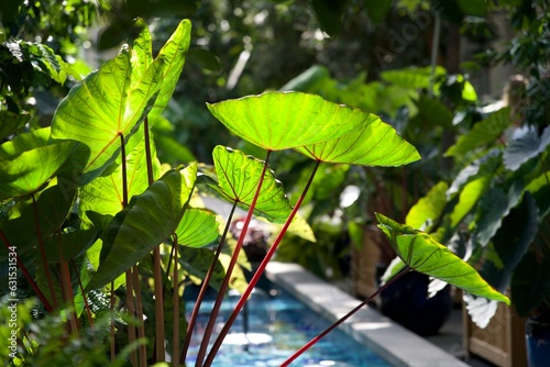 Taro plants with red stem under sunlight in a conservatory