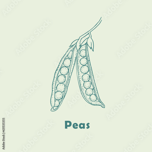 Peas, green peas, pea  , logo , doodle ,line art, sketch, drawing, vector illustration, pea branch, package logo