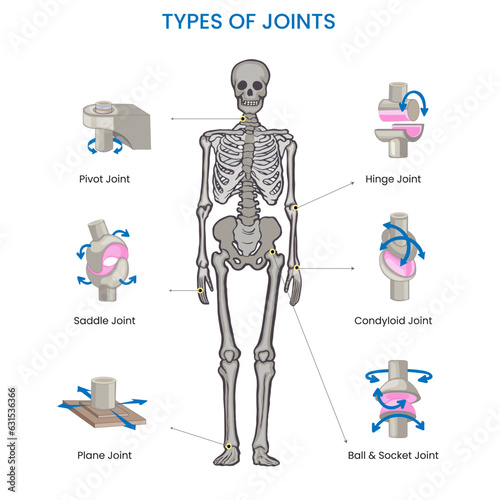 Types of joints in the human body include ball-and-socket, hinge, pivot, gliding, and saddle joints, facilitating various movements and flexibility