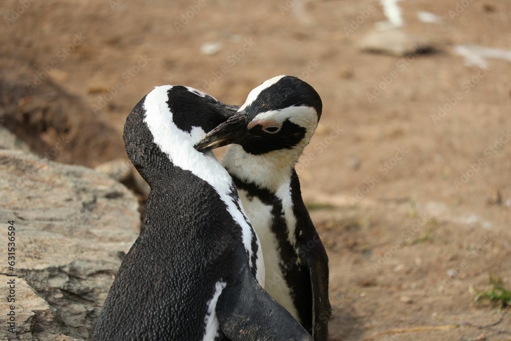 Fototapeta premium Penguins standing on a sandy beach, embracing in a loving embrace