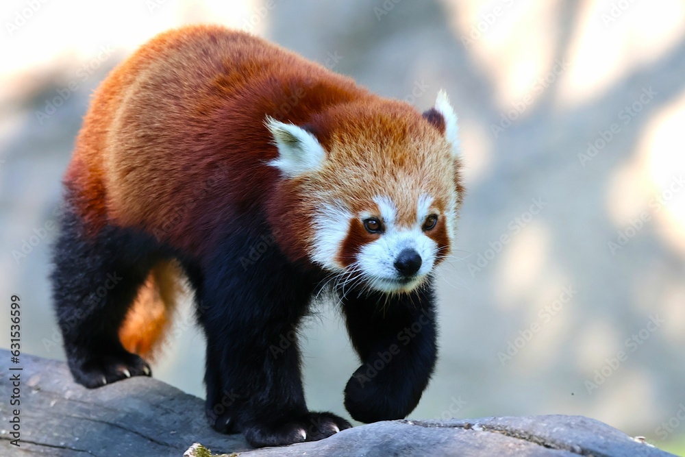 Fototapeta premium Solitary Red Panda perched atop a rocky outcrop, set against a wooded backdrop