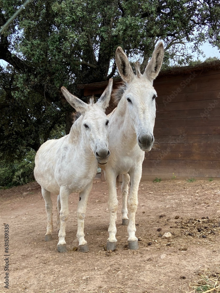 a couple of white donkey standing next to each other in dirt field