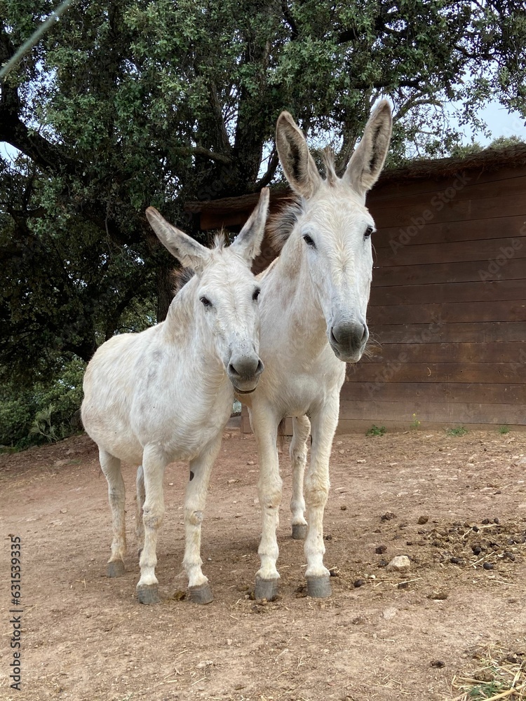 a couple of white donkey standing next to each other in dirt field a couple of white donkey standing next to each other in dirt field