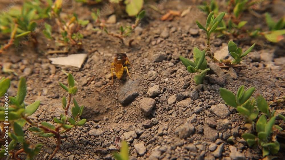 European beewolf (Philanthus triangulum).
It's also called Bee-wolf, bee-killer wasp.
Solitary wasps dig underground burrows in the form of secure cells in which to lay their offspring.
