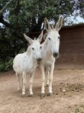 a couple of white donkey standing next to each other in dirt field