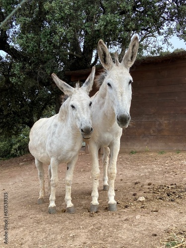 a couple of white donkey standing next to each other in dirt field © Marlene9/Wirestock Creators