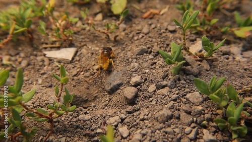European beewolf (Philanthus triangulum).
It's also called Bee-wolf, bee-killer wasp.
Solitary wasps dig underground burrows in the form of secure cells in which to lay their offspring.
