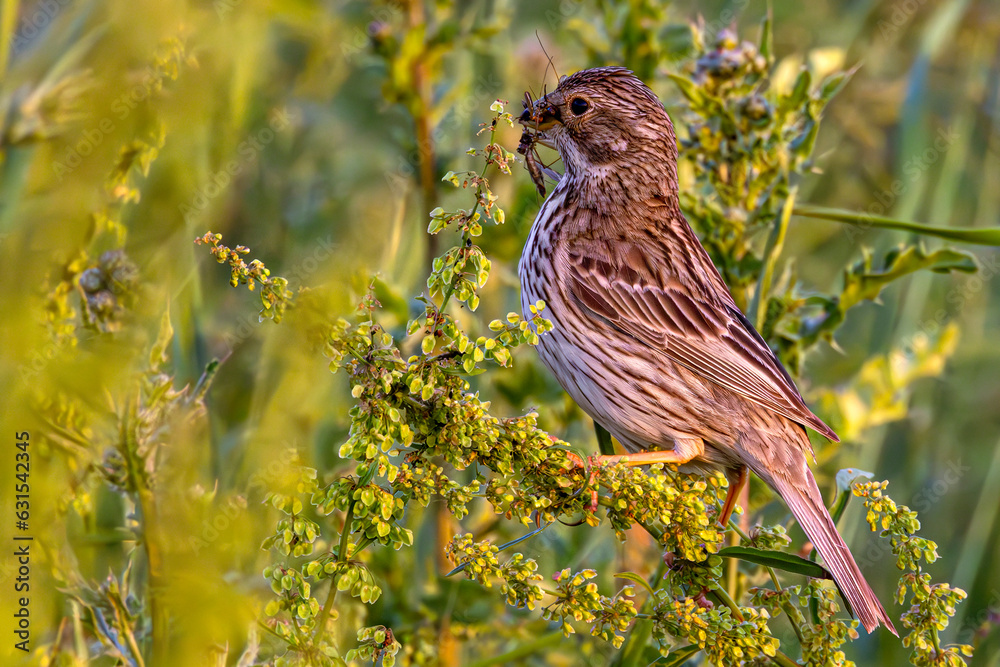 Corn bunting (Emberiza calandra), passerine bird in the bunting family. The Warta Mouth National Park, Poland. Selective focus on bird's eye