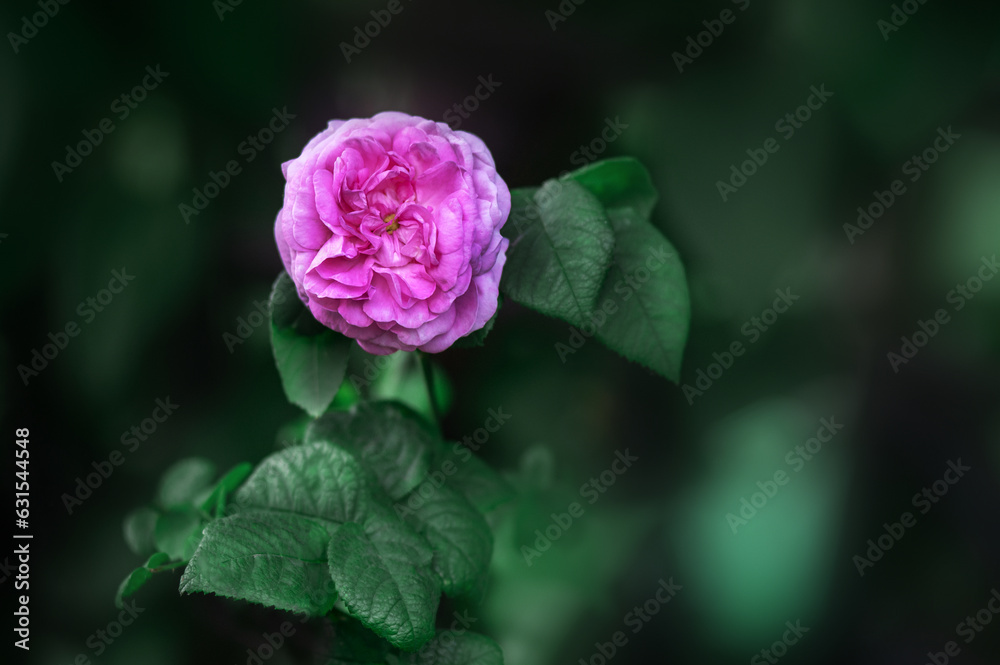 pink rose flower on a dark green background
