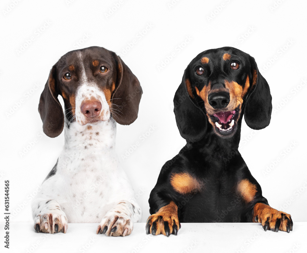 dachshund dog portrait on a light white background