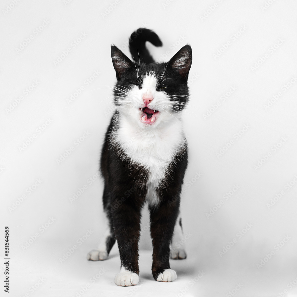 funny black and white domestic cat with yellow-green eyes pet portrait on a white background