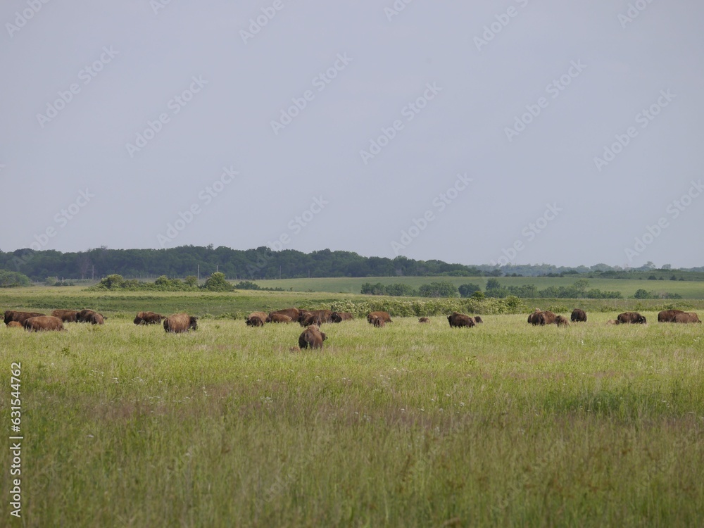 Herd of American bison grazing on the grasslands at Prairie State Park in Mindenmines, Missouri. Herd of American bison grazing on the grasslands at Prairie State Park in Mindenmines, Missouri.