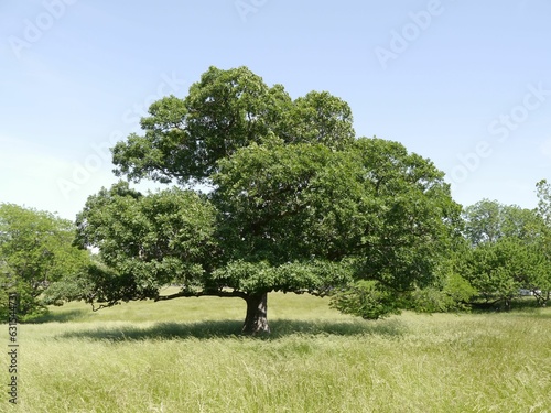 Принти на полотні Majestic burr oak tree in a grassy field in Missouri.