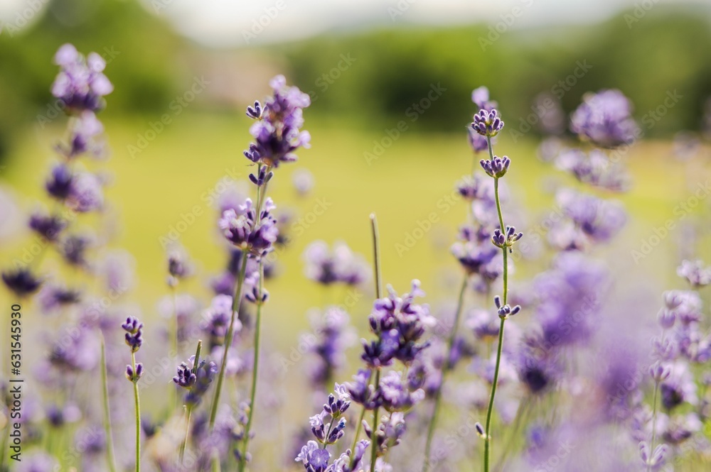 Obraz premium Idyllic outdoor scene of vibrant lavender flowers growing in a field.