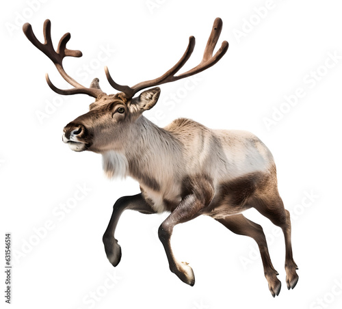 Leinwand Poster reindeer leap jumping on isolated background