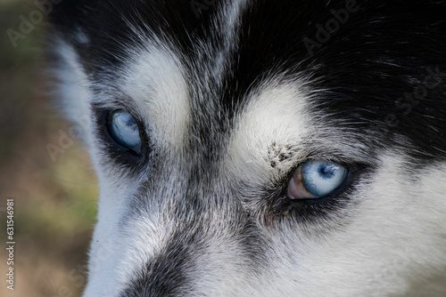 Closeup shot of a blue-eyed dog's eyes.