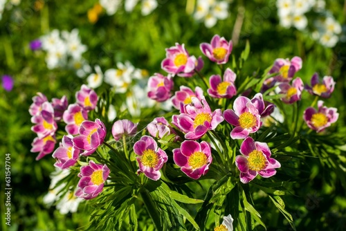 Closeup of Anemone multifida growing in a field on a sunny day photo