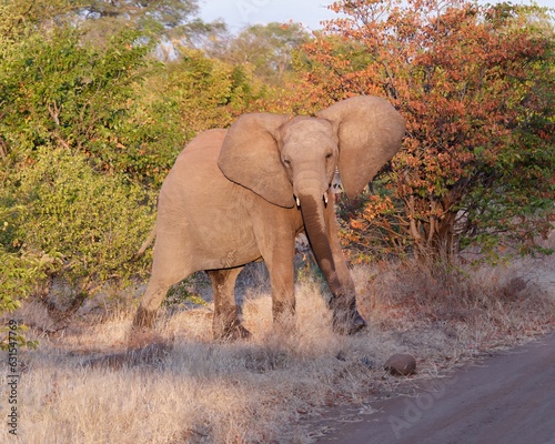 Elephant at Zambezi National Park in Zimbabwe