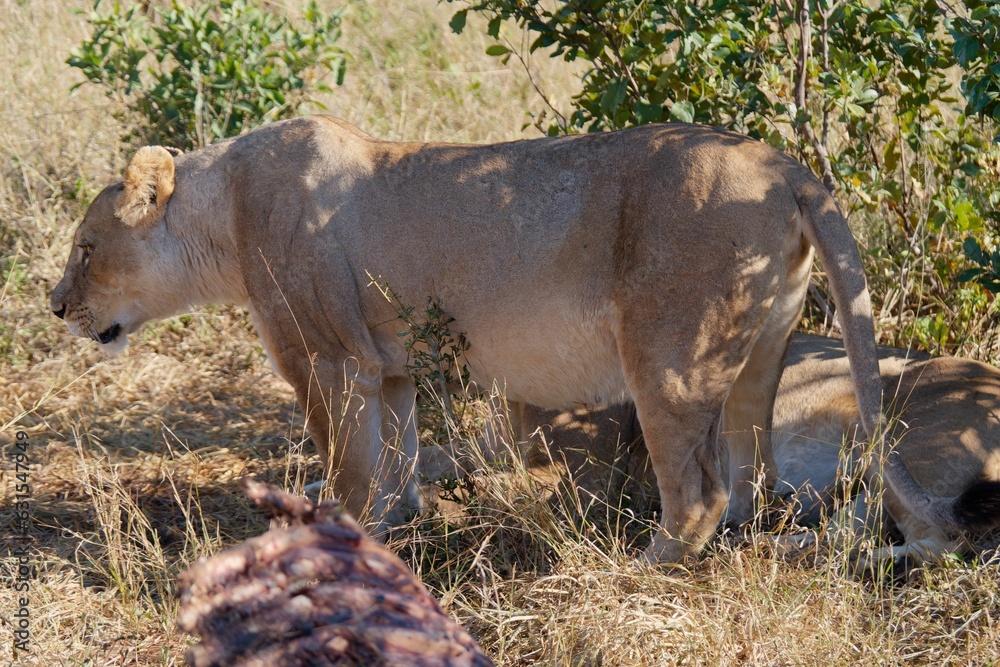Two lions rest in the shade of a tree in Hwange National Park, Zimbabwe. Two lions rest in the shade of a tree in Hwange National Park, Zimbabwe.